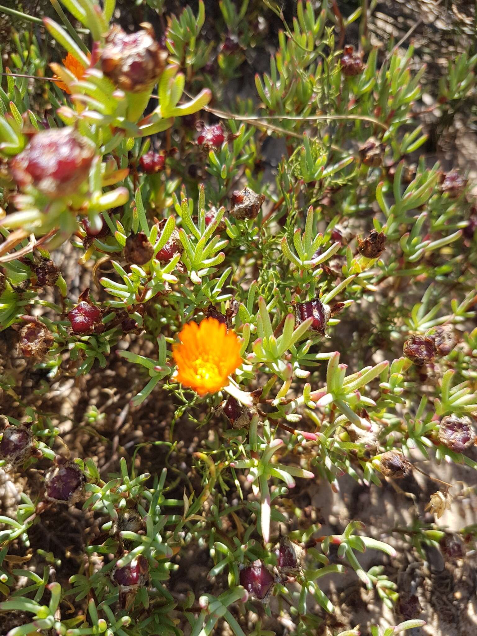 Image of Lampranthus glaucoides (Haw.) N. E. Br.