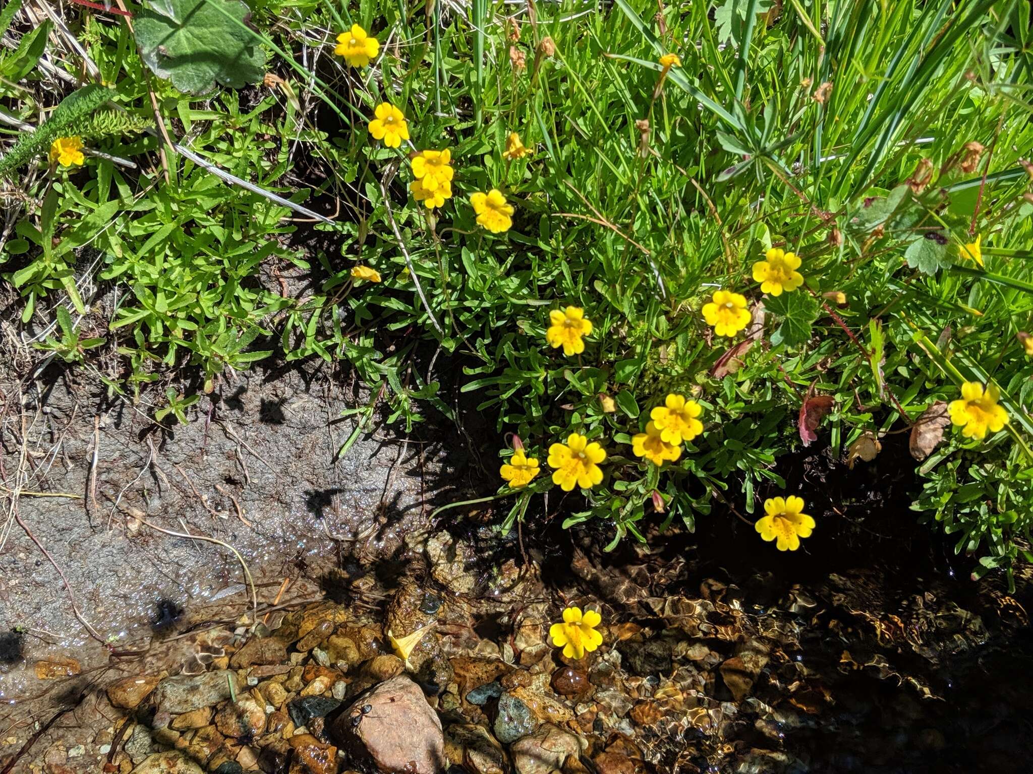 Image of primrose monkeyflower