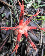 Image of octopus stinkhorn