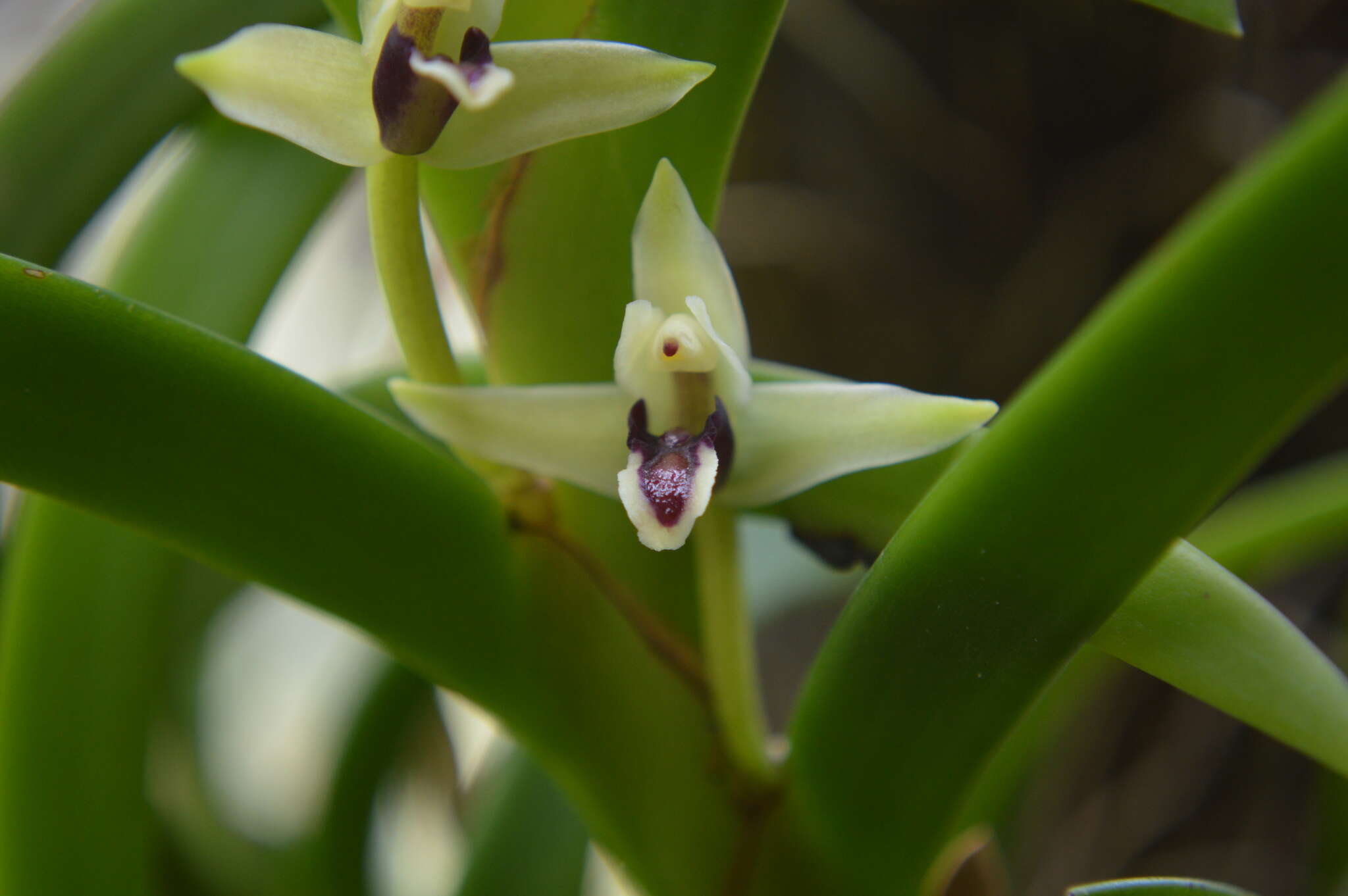 Слика од Maxillaria equitans (Schltr.) Garay