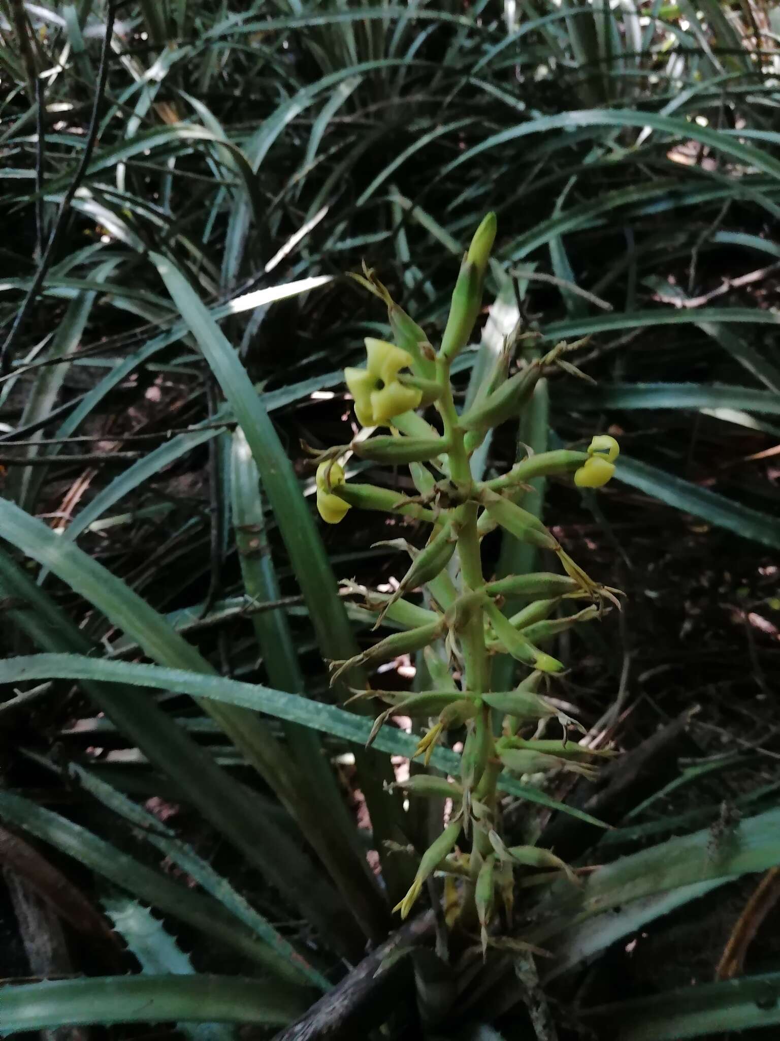 Bromelia palmeri Mez的圖片