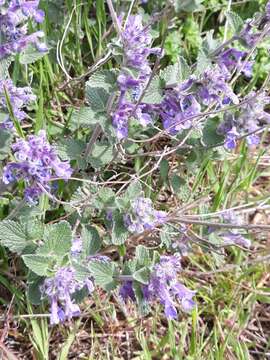 Image of Nepeta racemosa subsp. racemosa