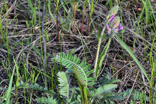 Image of Oxytropis campanulata Vassilcz.