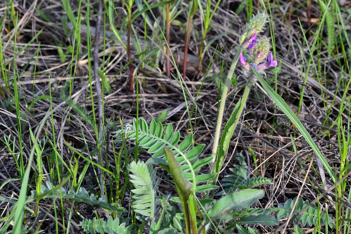 Image de Oxytropis campanulata Vassilcz.