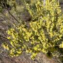 Image de Acacia flexifolia A. Cunn. ex Benth.