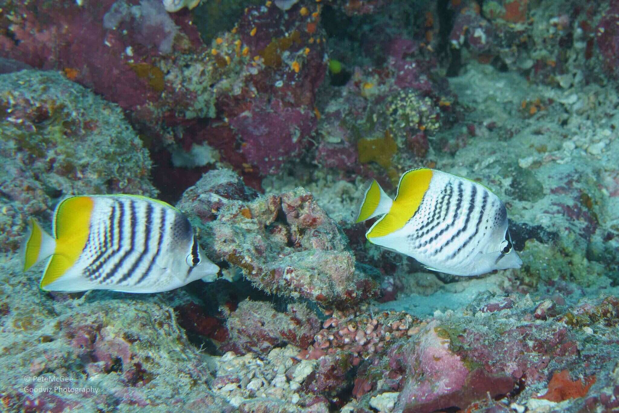 Image of Atoll Butterflyfish