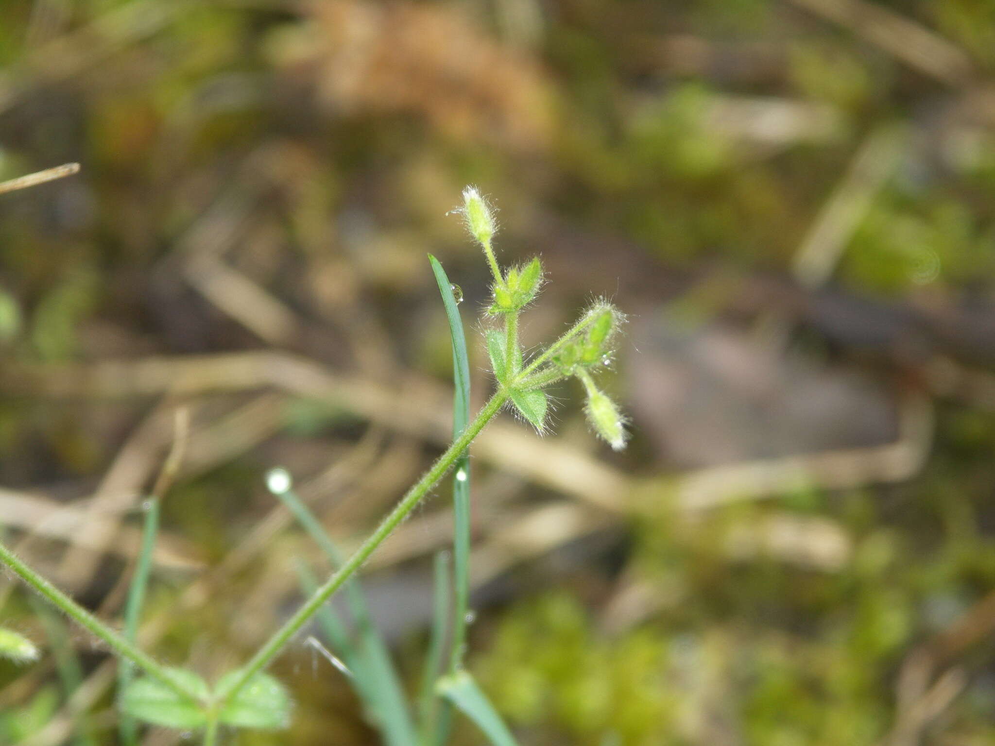 صورة Cerastium brachypetalum Desf. ex Pers.