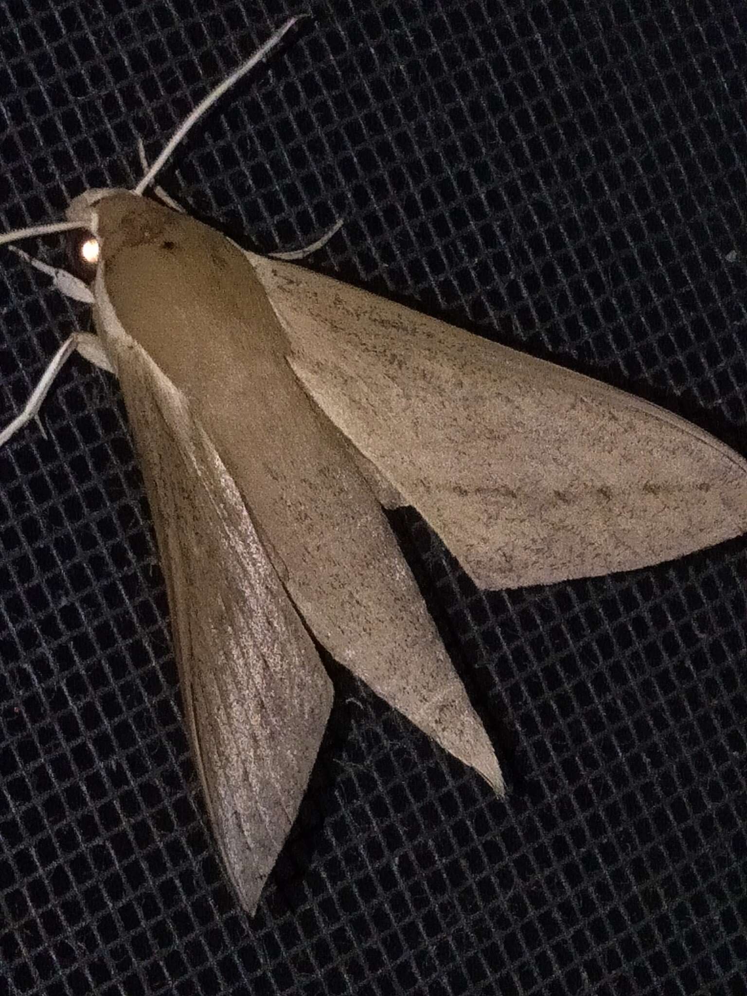 Image of Pale Brown Hawkmoth