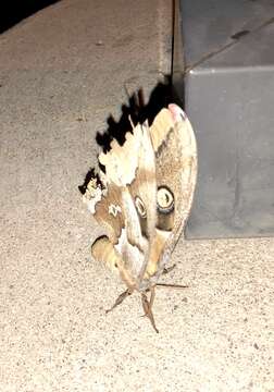 Image of Western Polyphemus Moth