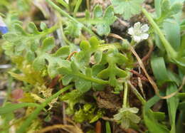 Imagem de Nemophila pedunculata Dougl. ex Benth.