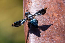 Слика од Pterobates apicalis (Wiedemann 1821)