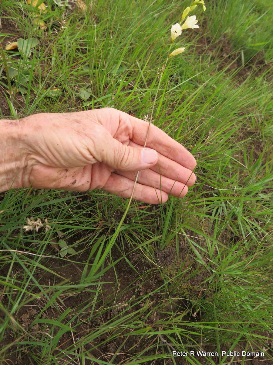 Image of Tritonia gladiolaris (Lam.) Goldblatt & J. C. Manning