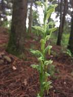 Image of Shortflowered bog orchid