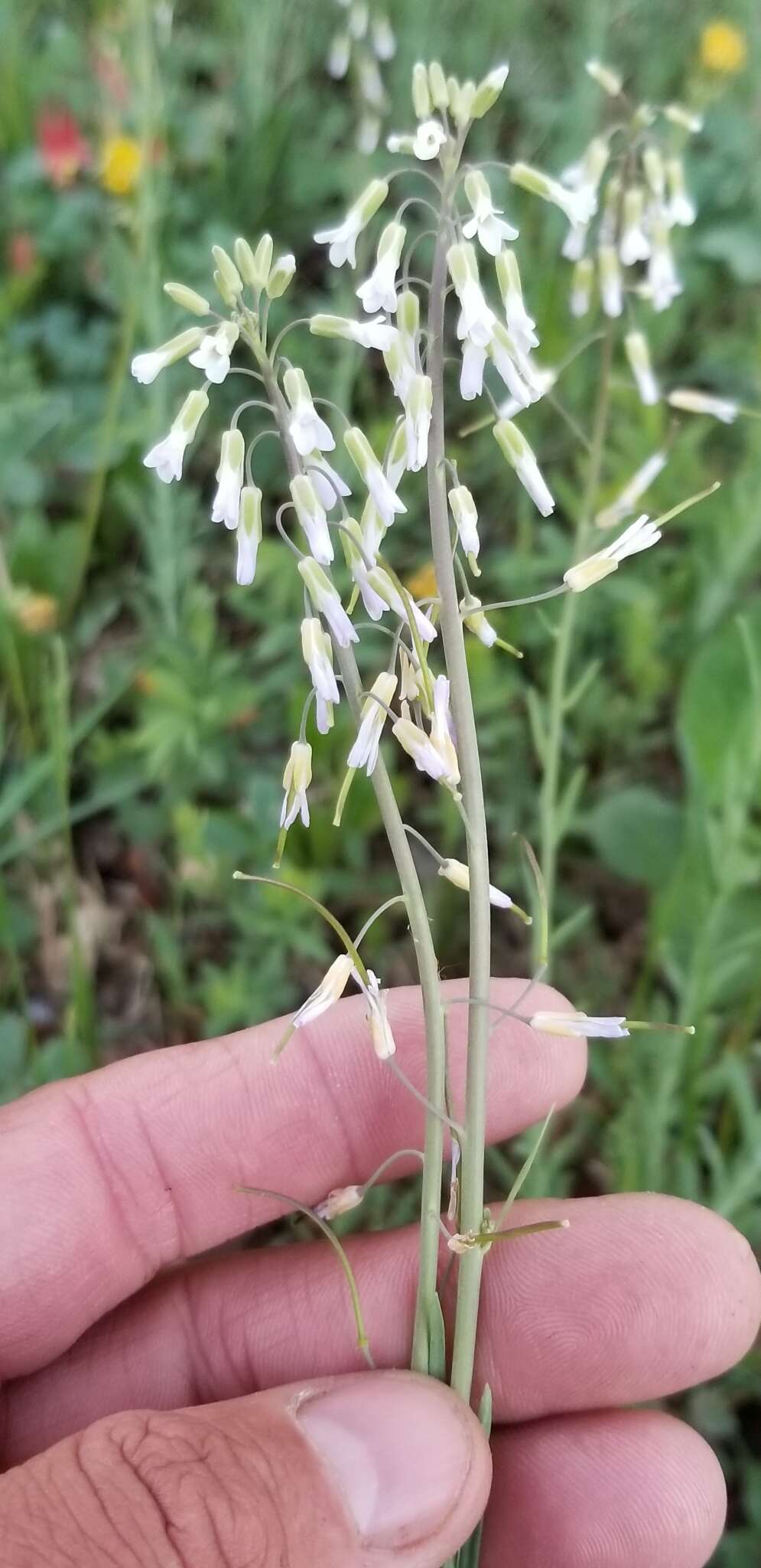 Image of Boivin's Rockcress