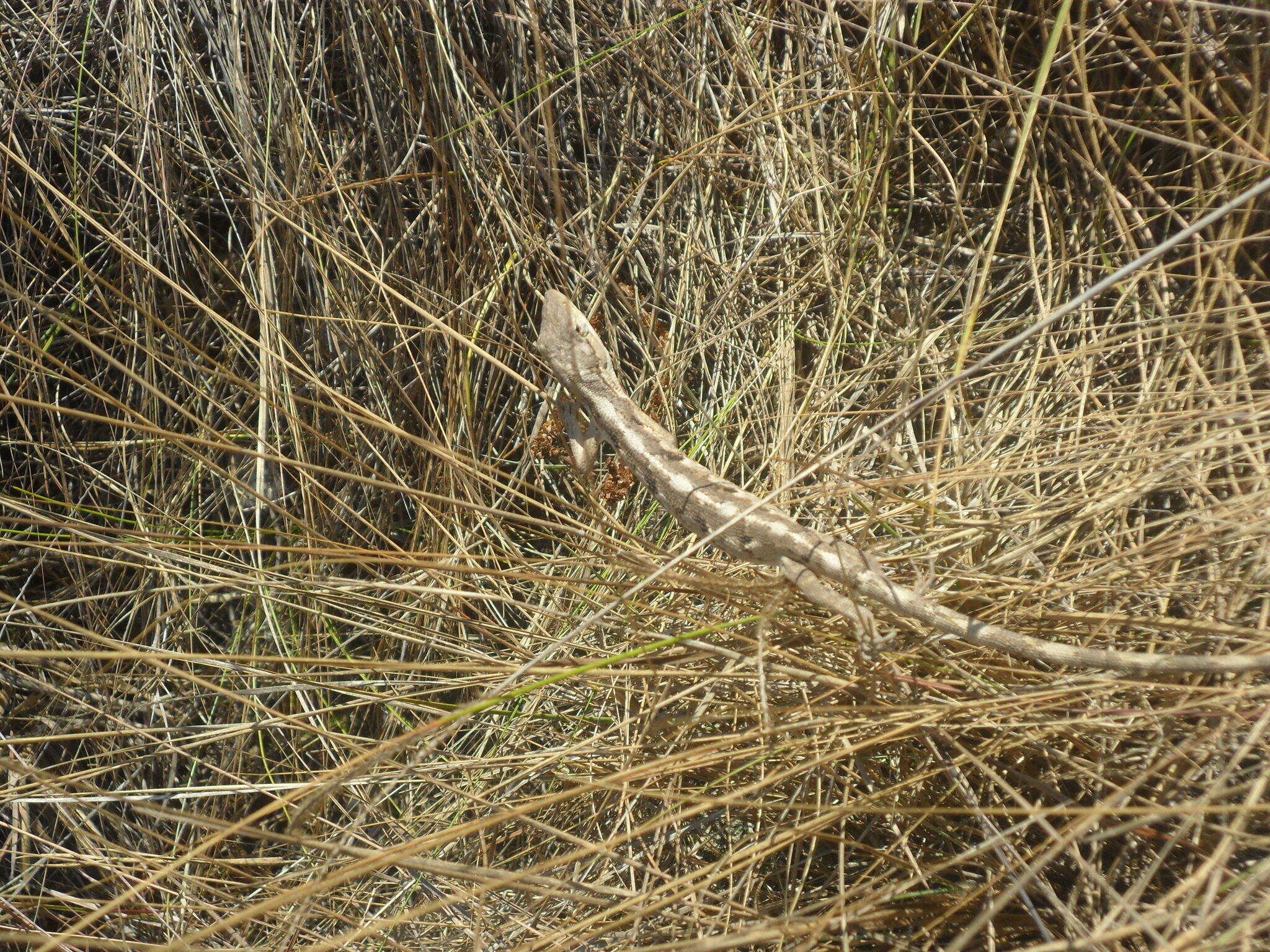 Слика од Polychrus acutirostris Spix 1825