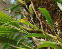 Image of Red horntail orchid