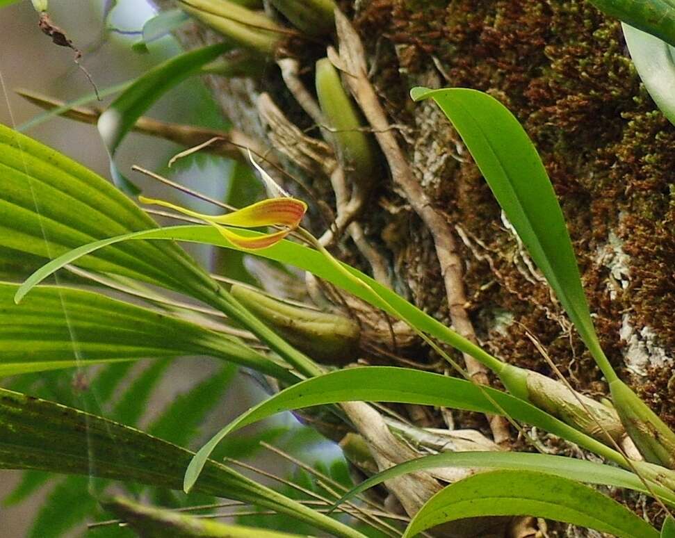 Image of Red horntail orchid