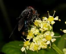 Image of Blue bottle fly