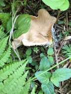 Image of Clitocybe squamulosa (Pers.) P. Kumm. 1871