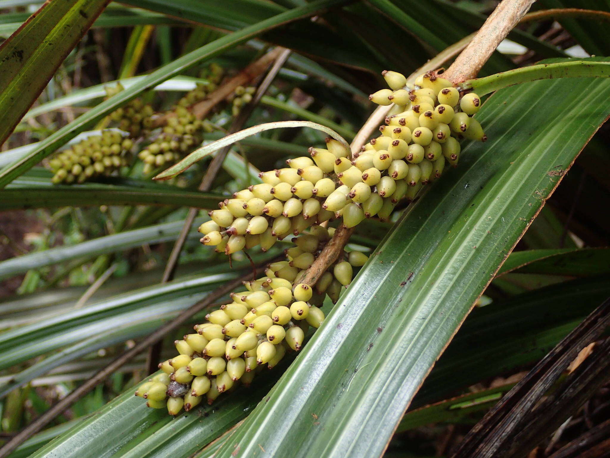 Astelia hemichrysa (Lam.) Kunth resmi