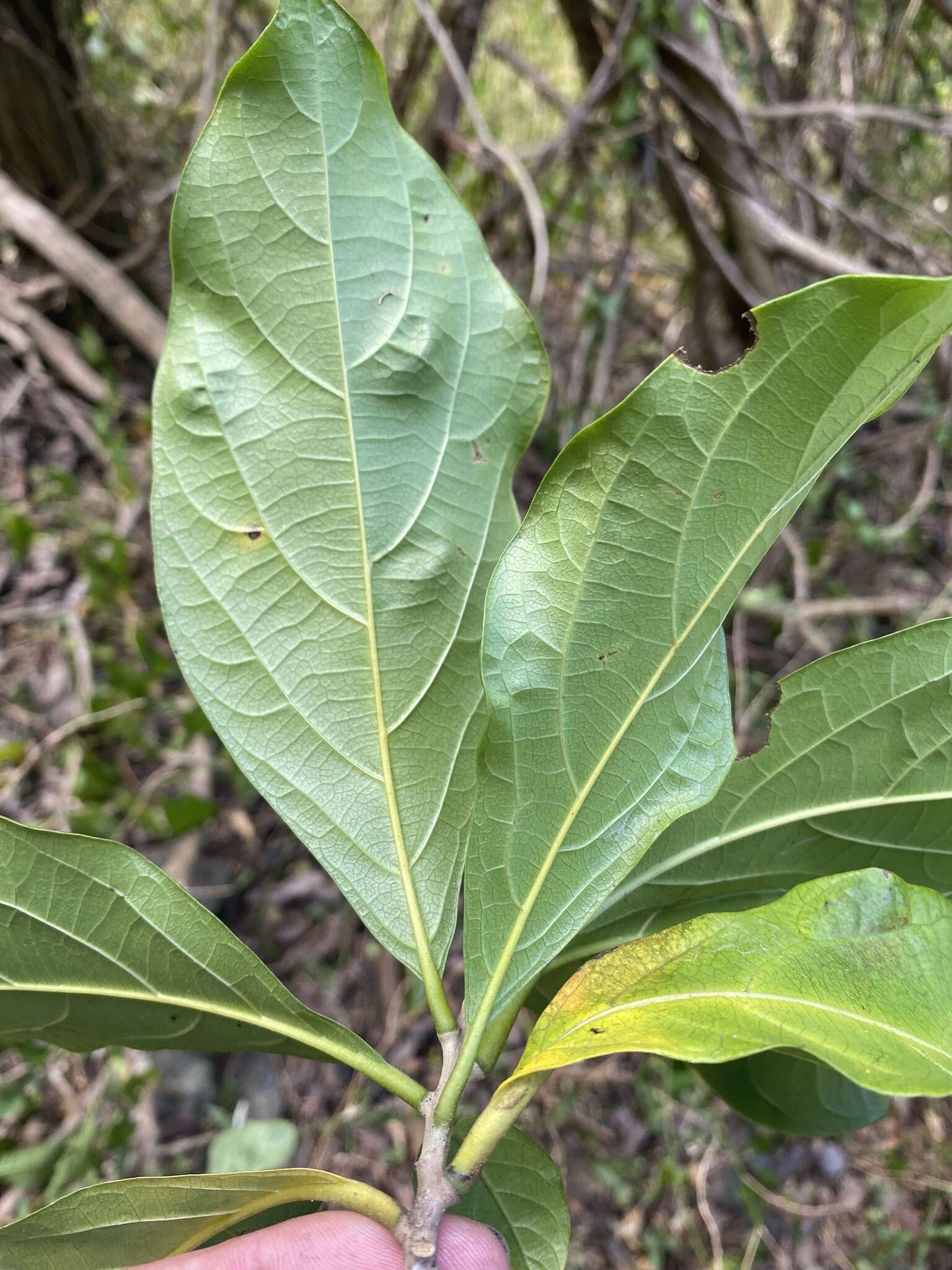 Image de Cordia collococca L.