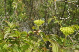 Image of Cornus sanguinea subsp. australis (C. A. Mey.) Jáv.