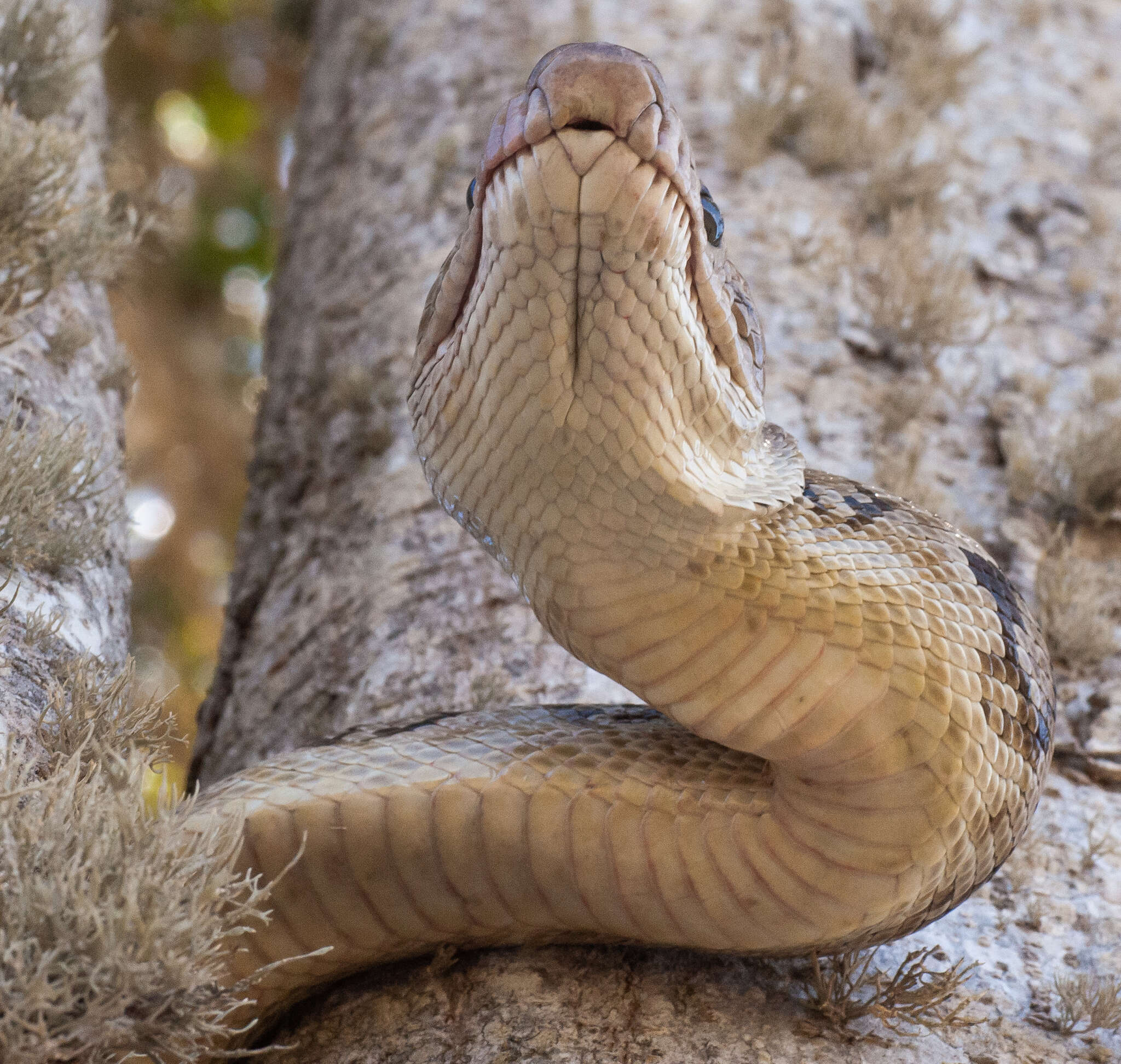 Image of Cuban Boa