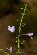 Prostanthera spinosa F. Muell. resmi