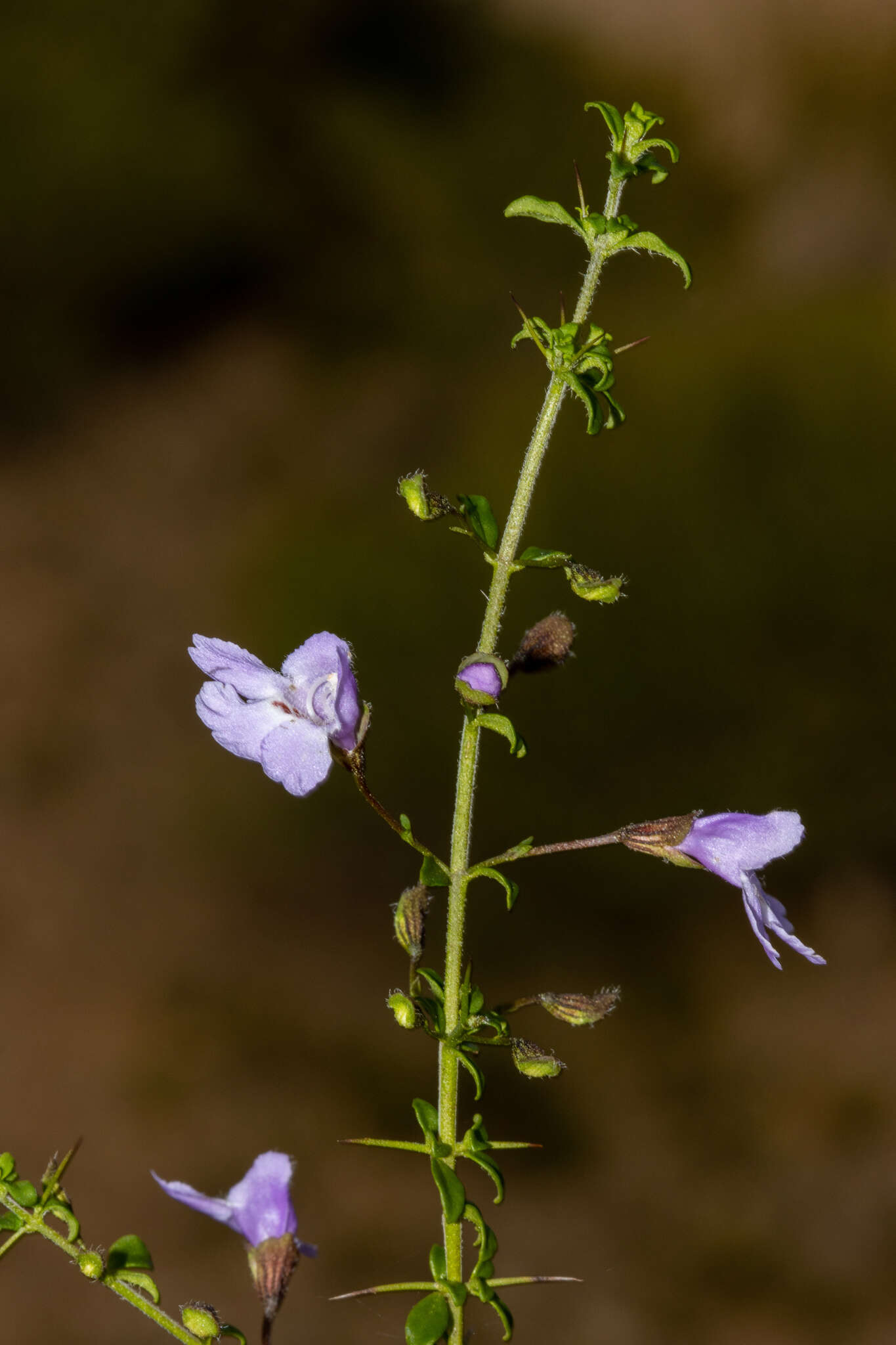 Prostanthera spinosa F. Muell. resmi