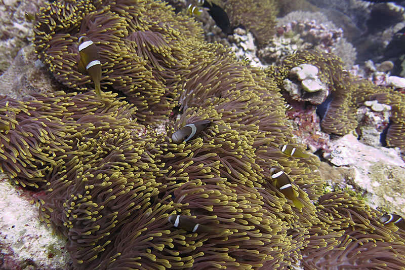 Amphiprion chagosensis Allen 1972的圖片