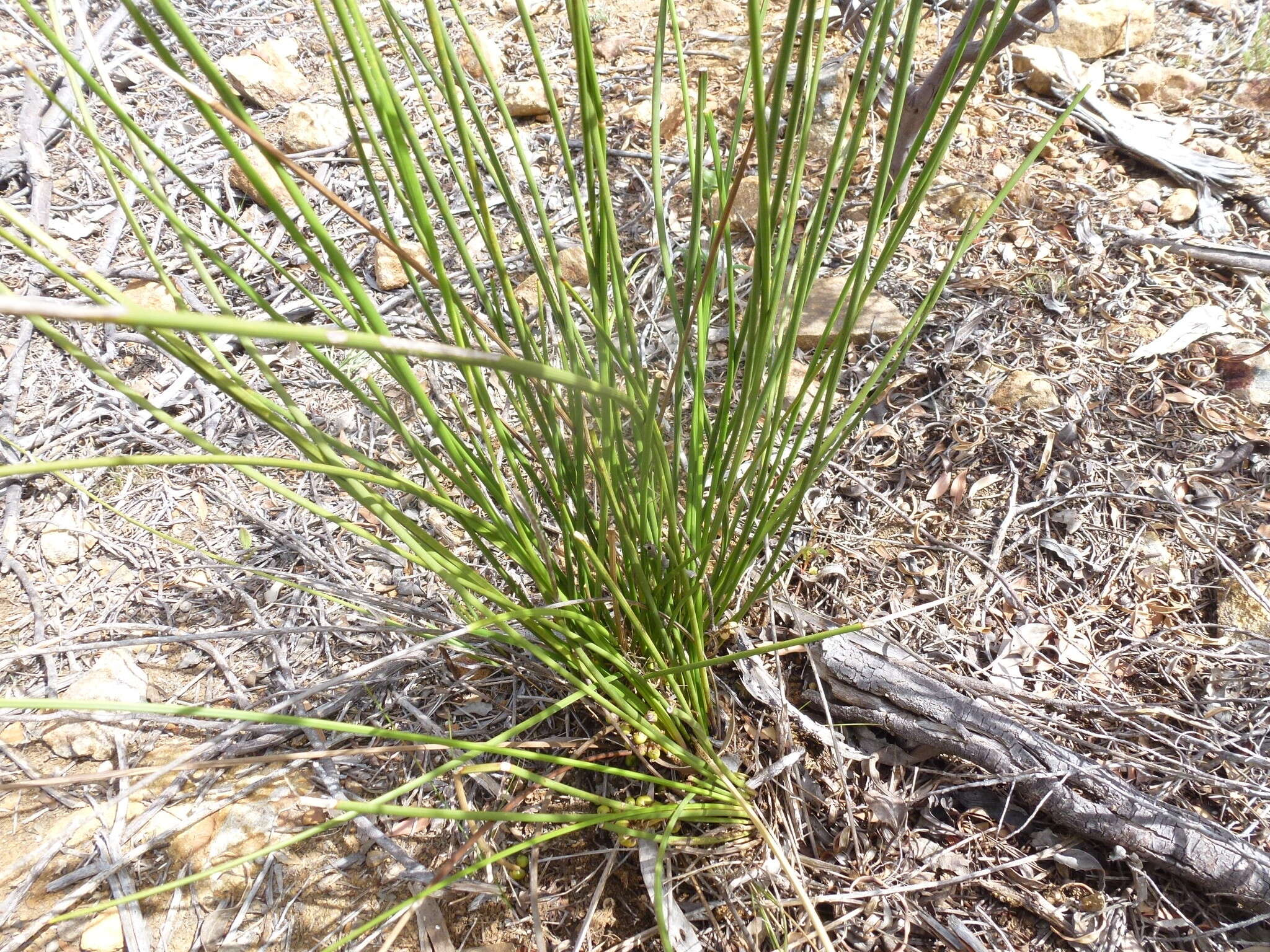 Image of Lomandra micrantha (Endl.) Ewart