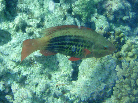 Image of Bridled Parrotfish