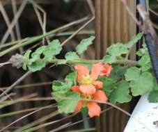 Image of woolly globemallow