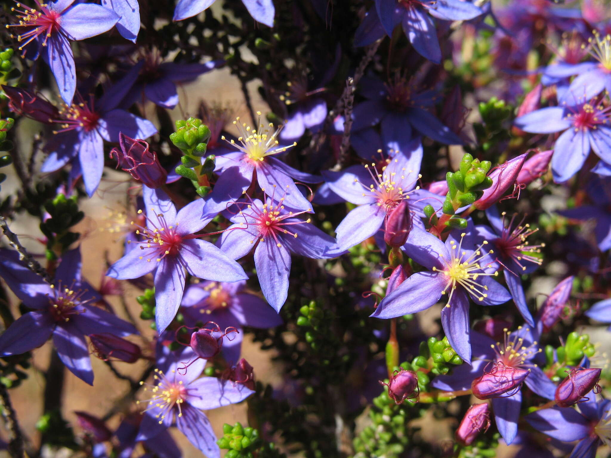 Image de Calytrix leschenaultii (Schauer) Benth.