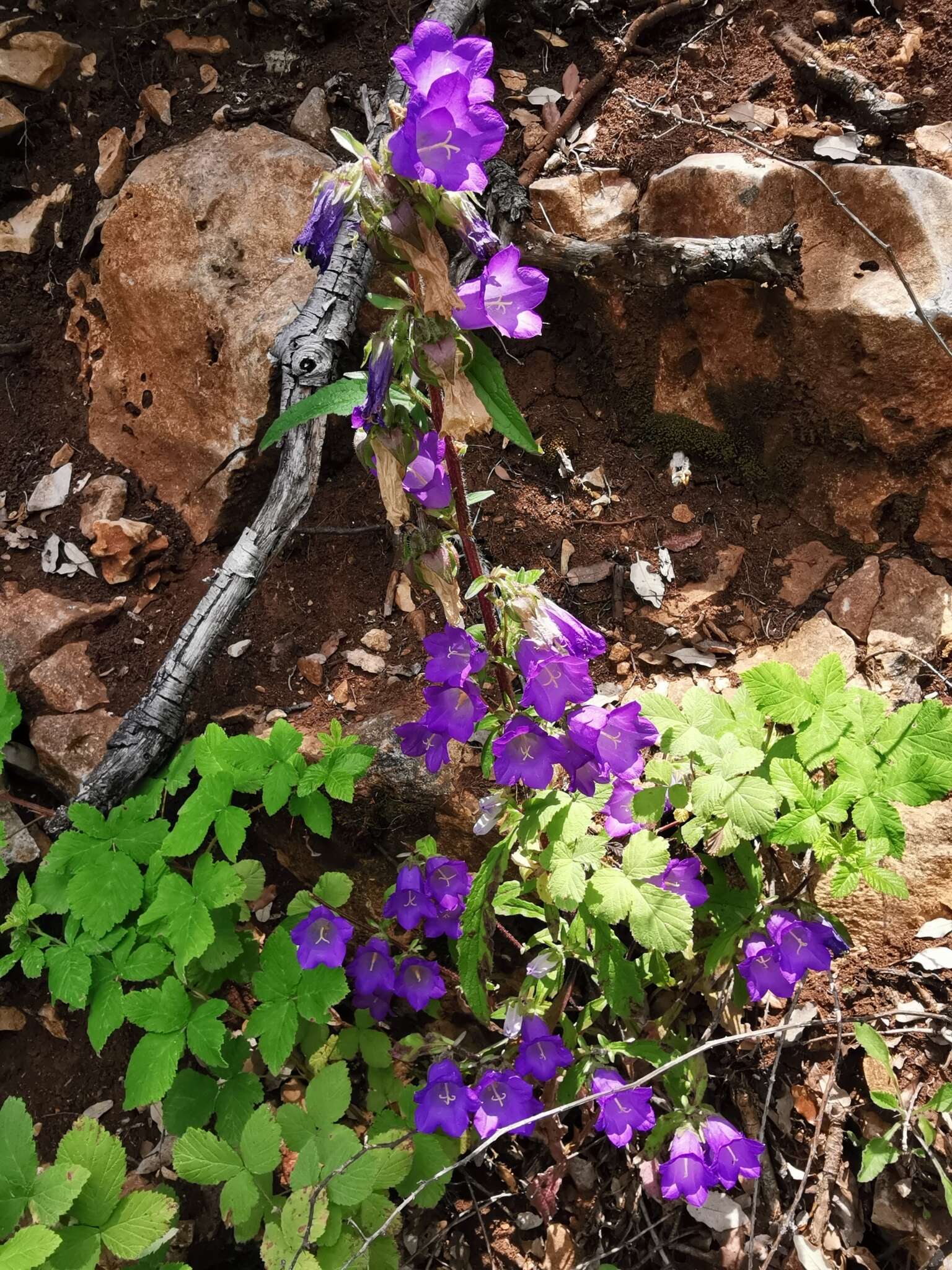 Image of Canterbury Bells