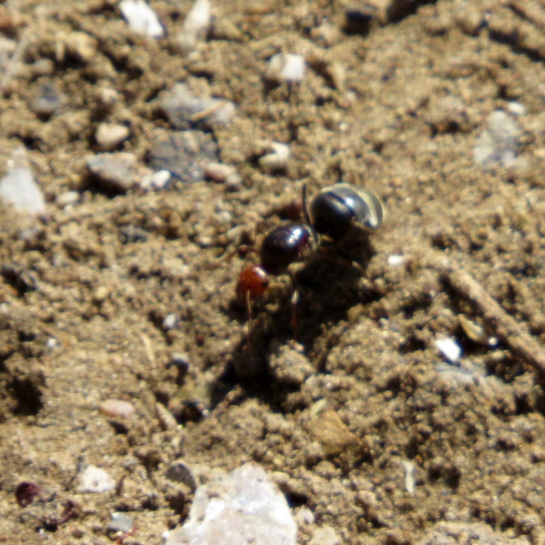 Image of Myrmecocystus placodops Forel 1908