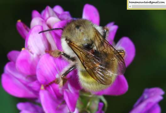 Image of Bombus picipes Richards 1934