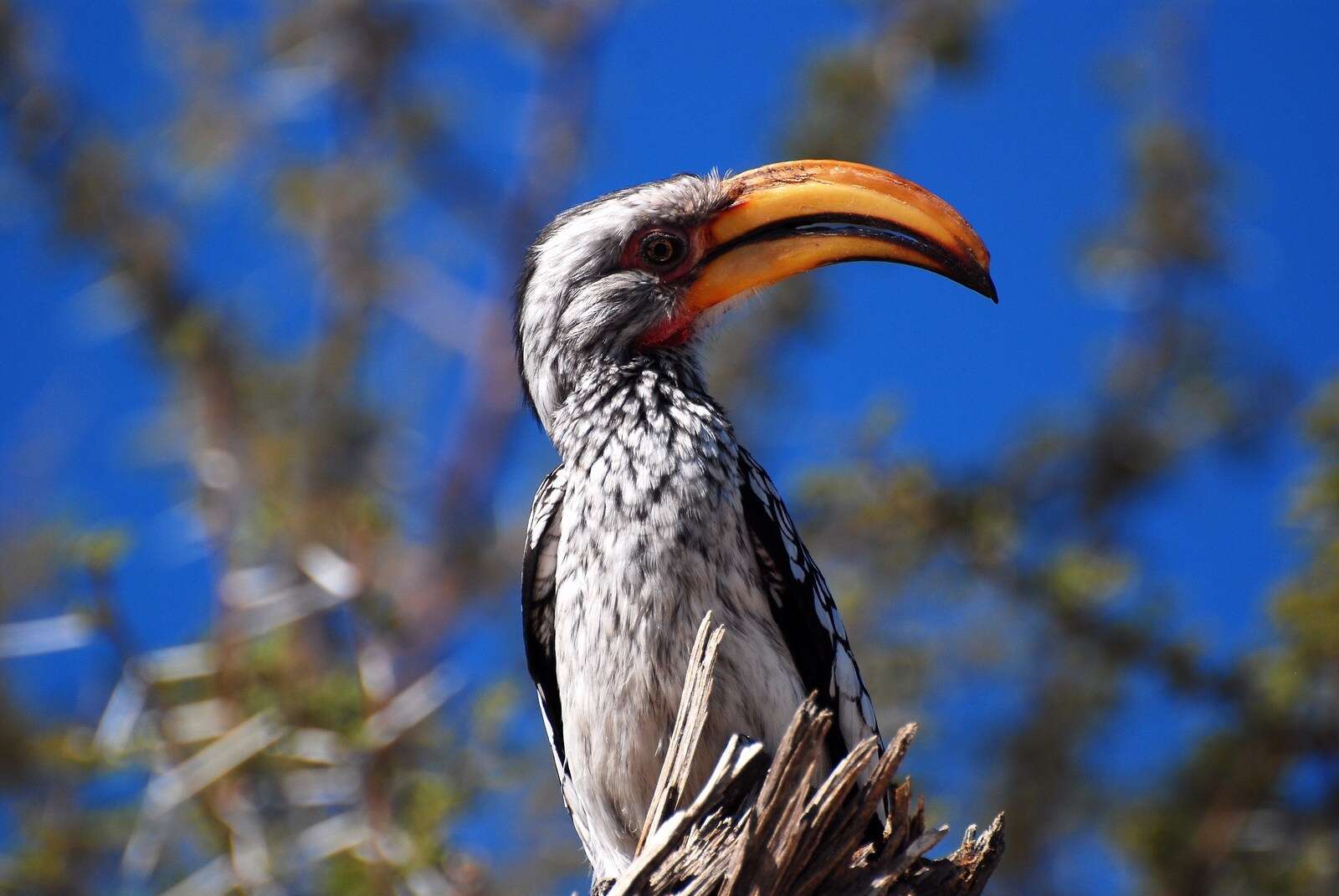 Image of Southern Yellow-billed Hornbill