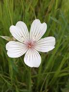 Image of Douglas' meadowfoam