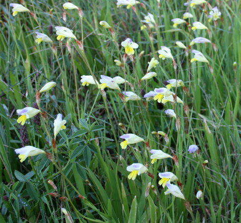 Image of Sparaxis villosa (Burm. fil.) Goldblatt