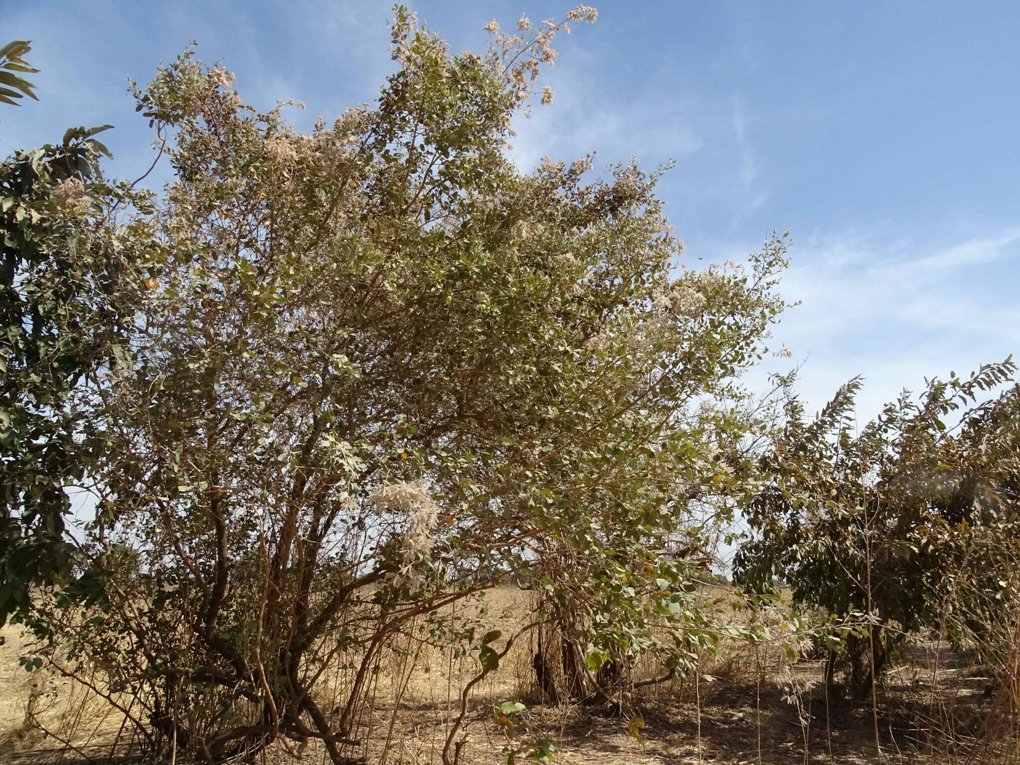 Sivun Guiera senegalensis J. F. Gmel. kuva