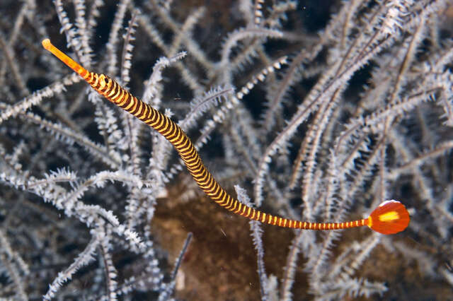 Image of Yellow banded pipefish