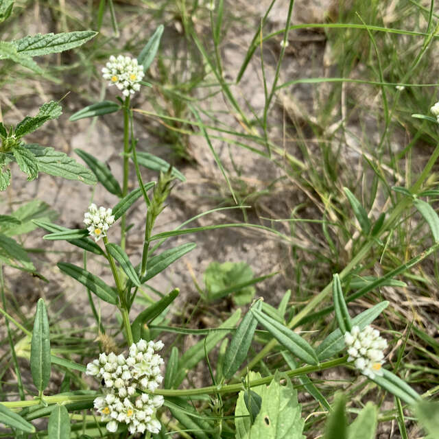 Image of Limeum sulcatum (Klotzsch) Hutch.