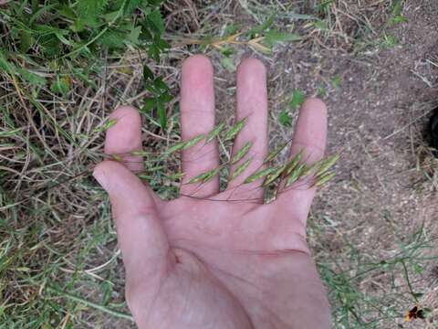 Image de Bromus arvensis L.