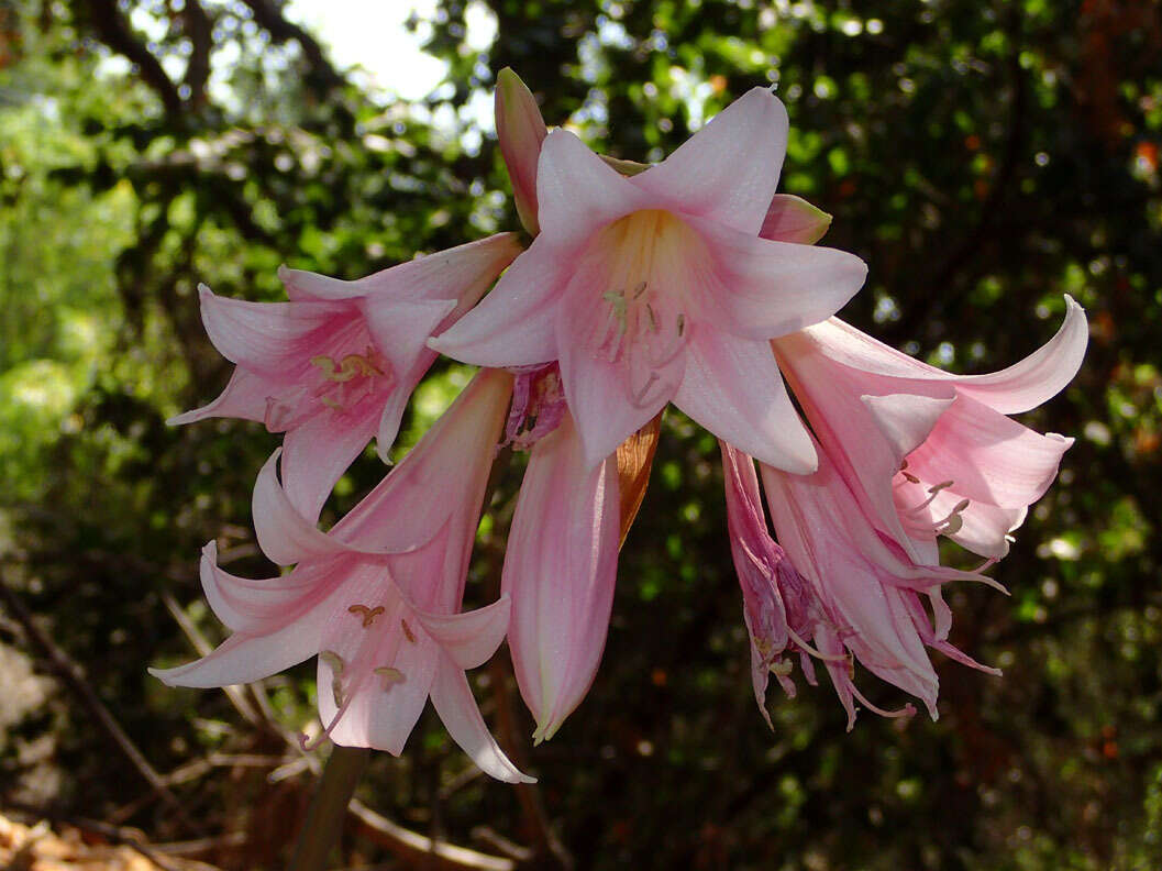 Image of Amaryllis