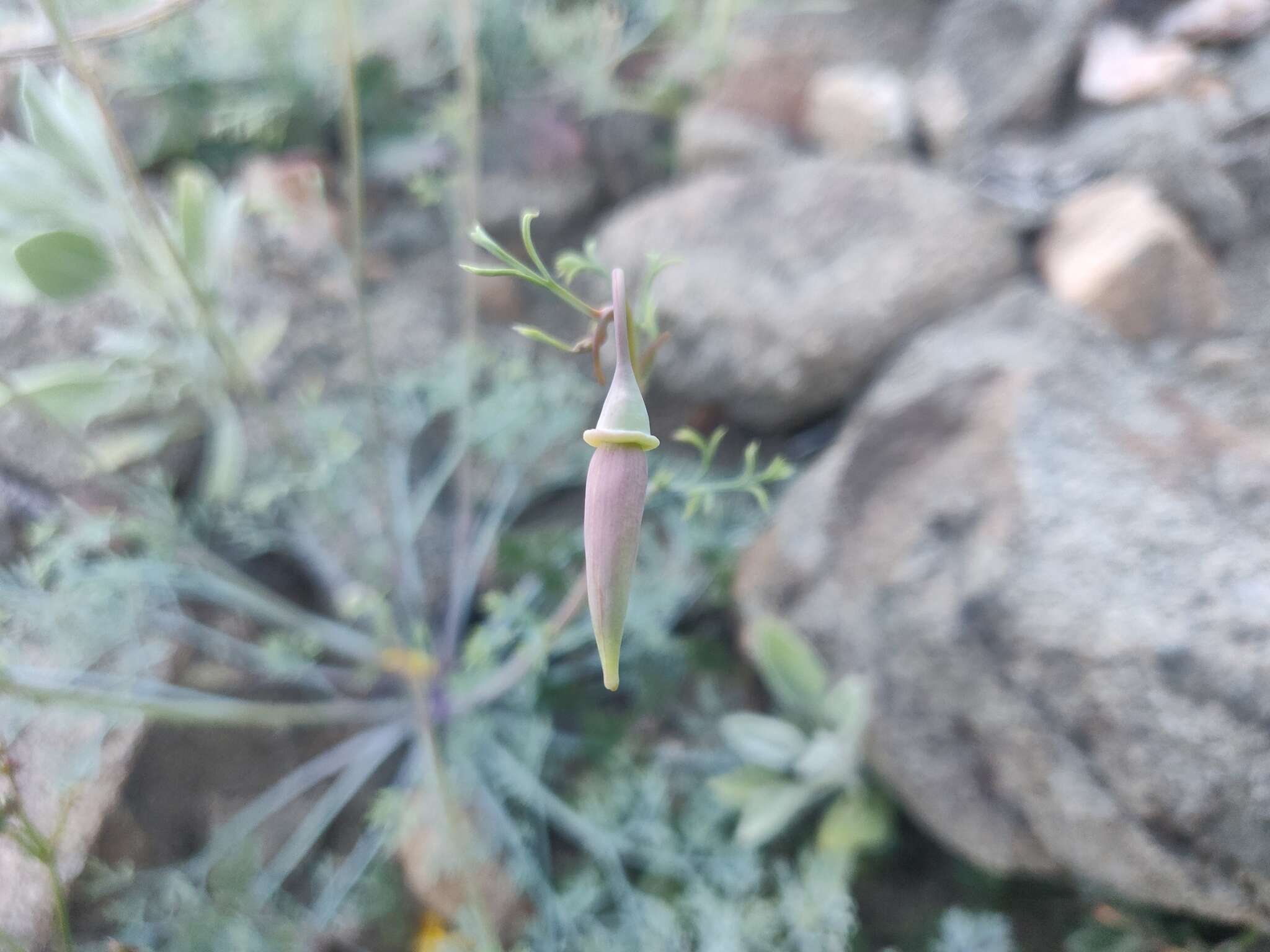 Imagem de Eschscholzia papastillii Still