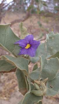 Image of Solanum falciforme Farruggia