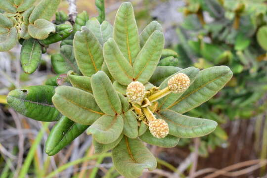 Image of Pancheria hirsuta Vieill. ex Pamp.