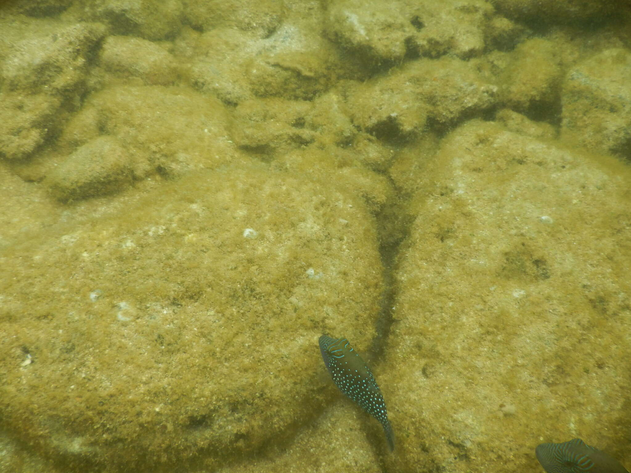 Image of Ambon Pufferfish