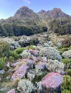 Image of Olearia moschata Hook. fil.